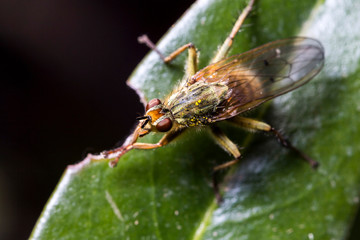 Mouche