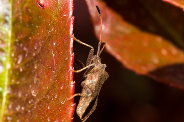 Punaise Corée marginée