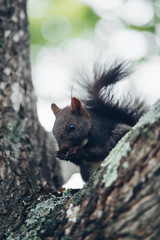 squirrel closeup sits on a tree
