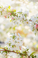 Fototapeta premium Blossoming apple tree in the garden. A branch of a blossoming apple tree in the shade. Shallow depth of field. Toned image.