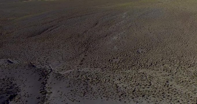 Herd of Wild Vicunas (Vicugna vicugna) Escaping and Running in a Dry Desert with Mountain Range at the Horizon at Noon