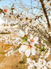White apricot flower blossoms at sunset on Blossom Trail in Central Valley, California, with copy space