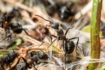 Fourmi rousse, Formica rufa