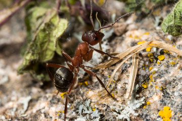 Fourmi rousse, Formica rufa