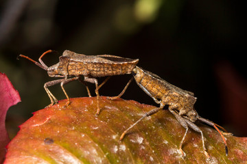 France,Auvergne,Allier,Le Brethon,Insecte