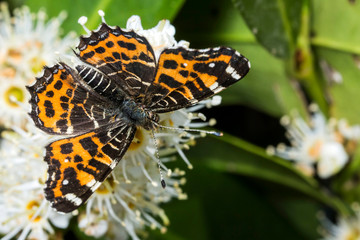 Papillon, Belle Dame, Vanessa Cardui