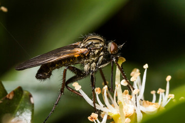 Mouche,Empis marqueté,Empis tessellata