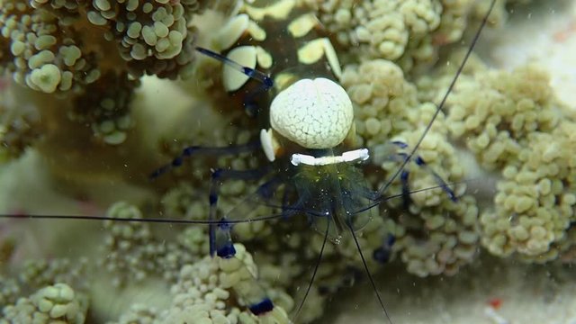 Adult peacock-tail anemone shrimp (Periclimenes brevicarpalis) feeding planktons and algae, close up. Moalboal, Cebu, Philippines.