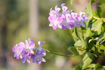 bouquet of beautiful orchid flowers in evening light