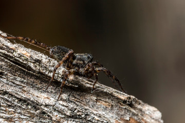 France,Auvergne,Allier,Le Brethon,Insecte