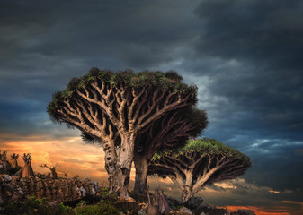 Dragon trees at Dixam plateau, Socotra Island, Yemen