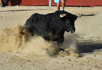 toro español