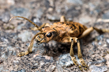 Coleoptere,Rhagie sycophante