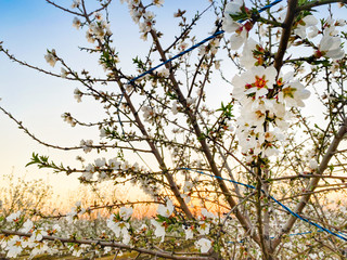 White apricot flower blossoms at sunset on Blossom Trail in Central Valley, California, with copy space
