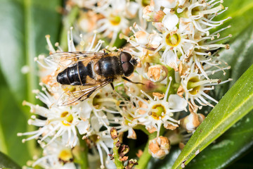 France,Auvergne,Allier,Le Brethon,Insecte