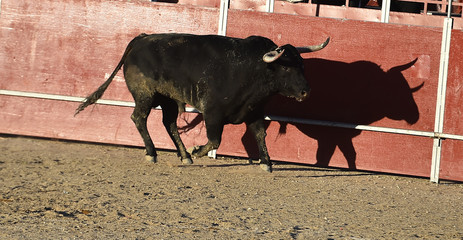 toro español