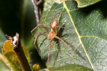 Araignée crabe, Philodromus dispar