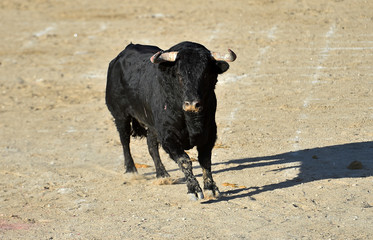 toro negro español con grandes cuernos
