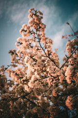 tree in bloom