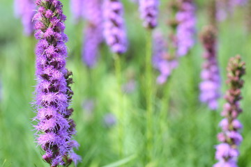 Flowers and plants in the garden
