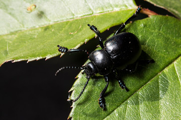 France,Auvergne,Allier,Le Brethon,Insecte