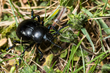 Le Crache-sang, Timarque ou Chrysomèle noire