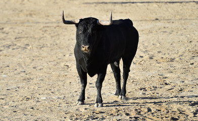 toro negro español con grandes cuernos