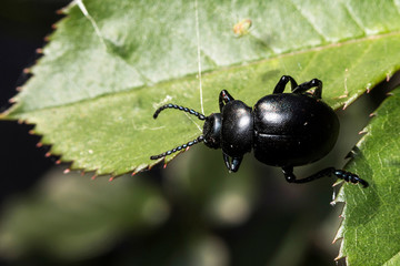 Le Crache-sang, Timarque ou Chrysomèle noire