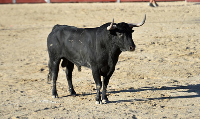 toro negro español con grandes cuernos