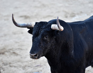 toro negro español con grandes cuernos