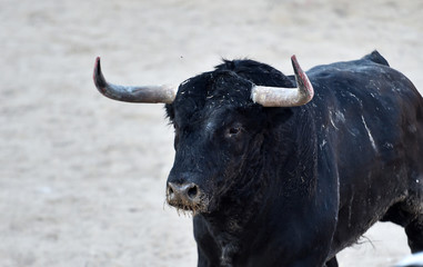 toro español