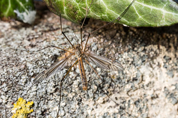 Moustique,Tipule ,Epiphragma ocellare