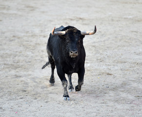 toro español