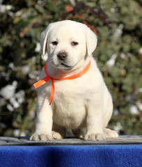 labrador puppy on a blue background
