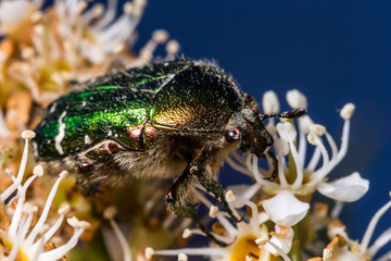 France,Auvergne,Allier,Le Brethon,Insecte