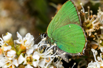 France,Auvergne,Allier,Le Brethon,Insecte
