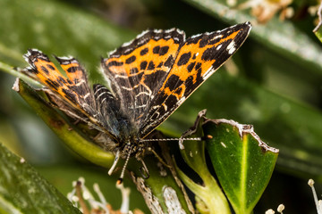 Papillon, Belle Dame, Vanessa Cardui