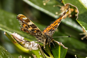 Papillon, Belle Dame, Vanessa Cardui