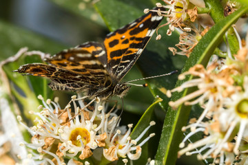 France,Auvergne,Allier,Le Brethon,Insecte