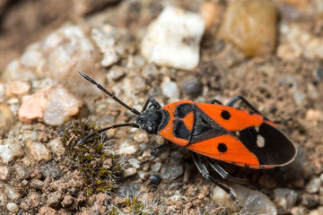 Gendarme,Pyrrhocore, Pyrrhocoris apterus