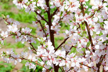 Cherry blossom tree branches with flower petals in spring. Oriental cherry.