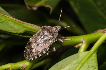 Punaise dorée,Rhaphigaster nebulosa