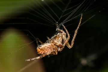 Araignée des Jardins ou Araignée Porte-Croix,Epeire Diadème