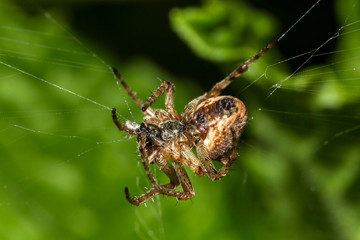 Araignée des Jardins ou Araignée Porte-Croix,Epeire Diadème