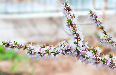Cherry blossom tree branches with flower petals in spring. Oriental cherry.