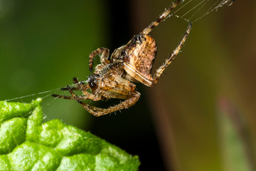 France,Auvergne,Allier,Le Brethon,Insecte