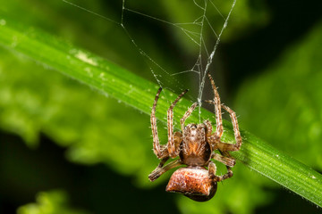 Araignée des Jardins ou Araignée Porte-Croix,Epeire Diadème