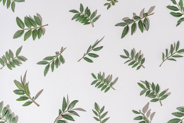 Creative flat lay composition natural branches. Natural sun light lighting and sharp shadows. Realistic aesthetic look pattern. Contemporary style.