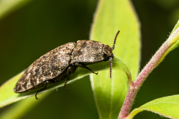 Coléoptères,Agrypnus murinus