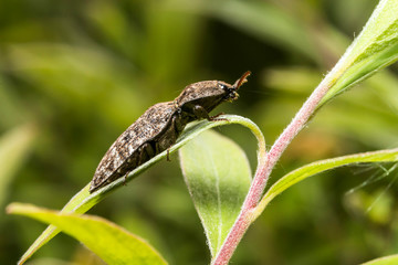 France,Auvergne,Allier,Le Brethon,Insecte